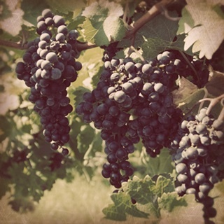 Vintage Grape Vines III