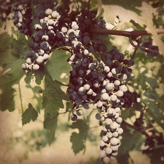 Vintage Grape Vines IV