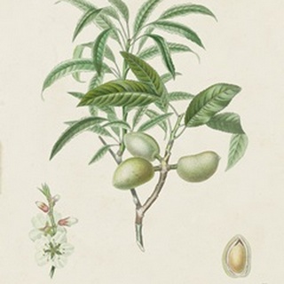 Antique Almond Botanical II