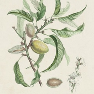 Antique Almond Botanical IV