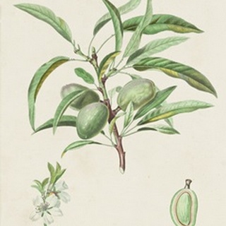 Antique Almond Botanical III