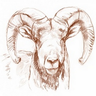 Big Horn Sheep II