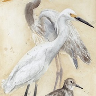 Watercolor Waterbirds II