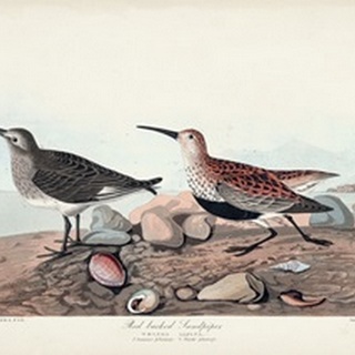 Pl. 290 Red-backed Sandpiper