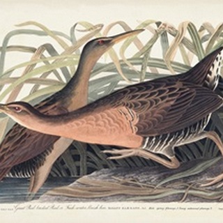 Pl. 203 Great Red-breasted Rail