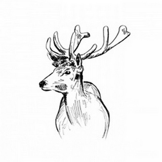 Deer Sketch II
