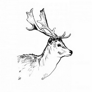 Deer Sketch I