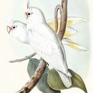 Pastel Parrots II