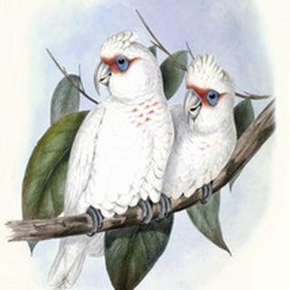Pastel Parrots IV