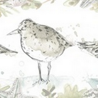 Seaside Sandpipers Collection D