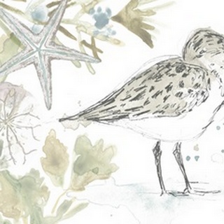 Seaside Sandpipers Collection A
