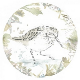 Seaside Sandpipers Collection C