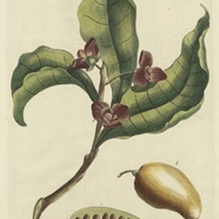 Miller Foliage & Fruit II