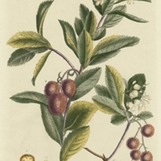 Miller Foliage & Fruit I