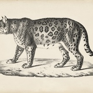 Brodtmann Female Leopard