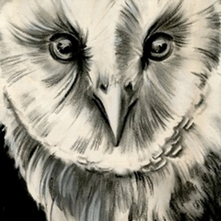 Charcoal Owl II