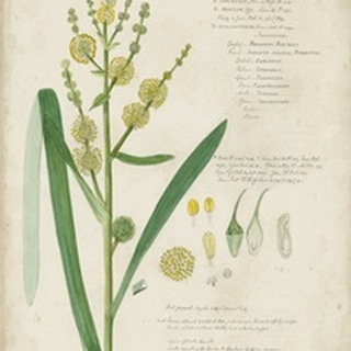 Descubes Botanical Grass IV