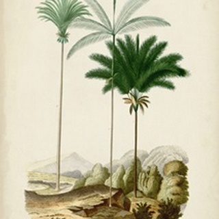 Antique Palm Collection II