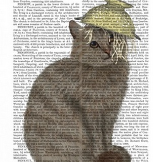 Tabby Cat Colander Book Print
