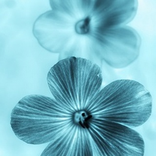 Forget Me Not Blue I