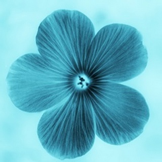 Forget Me Not Blue II