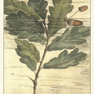 Weathered Oak Leaves II