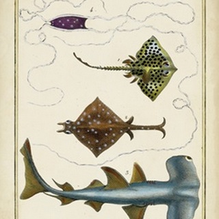 Antique Rays and Fish I