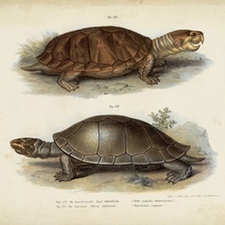 Antique Turtle Pair II