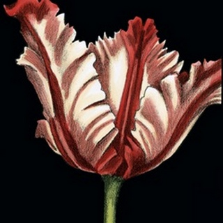 Vibrant Tulips II
