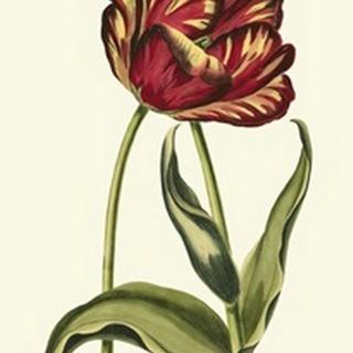 Vintage Tulips VI
