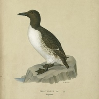 Antique Penguin II
