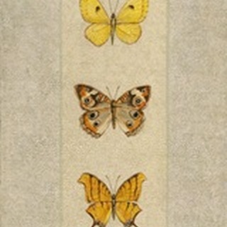 Butterfly Trio I