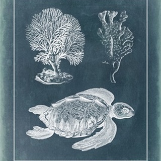Azure Sea Turtle Study I