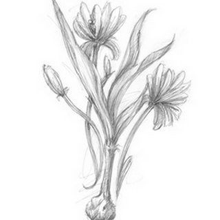 Botanical Sketch III