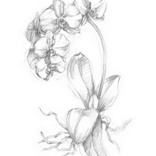 Botanical Sketch V