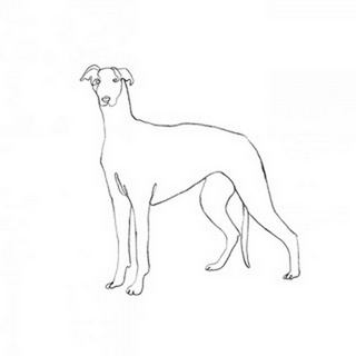 Greyhound Pencil Sketch II