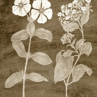 Botanical in Taupe IV