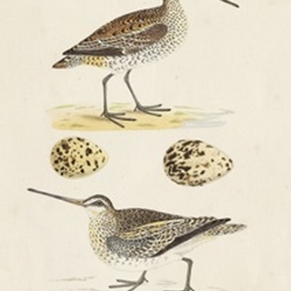 Sandpipers and Eggs III