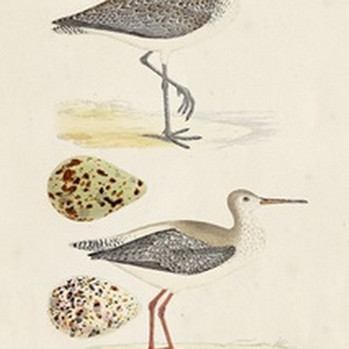 Sandpipers and Eggs I