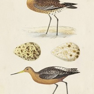 Sandpipers and Eggs IV