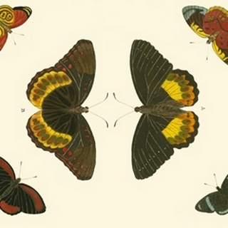 Cramer Butterfly Study I
