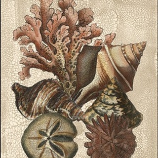 Crackled Shell and Coral Collection on Cream I