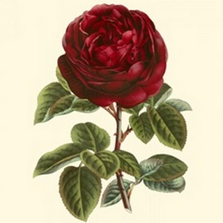Magnificent Rose III