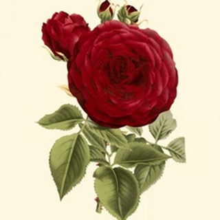 Magnificent Rose I