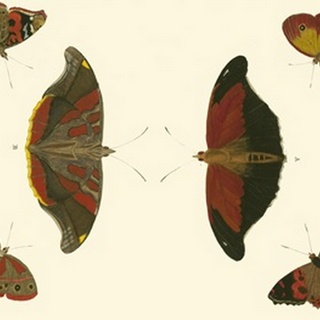 Cramer Butterfly Study III