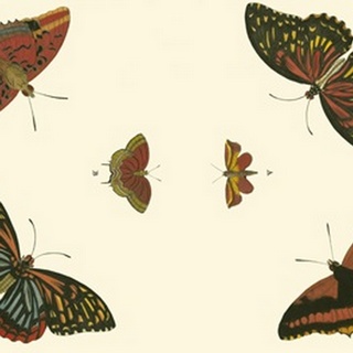 Cramer Butterfly Study II