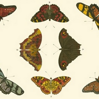 Cramer Butterfly Study IV