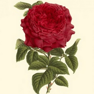 Magnificent Rose II
