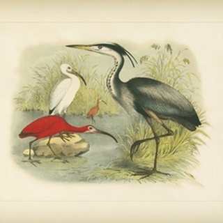 Heron and Ibis
