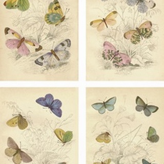 Jardine Butterflies